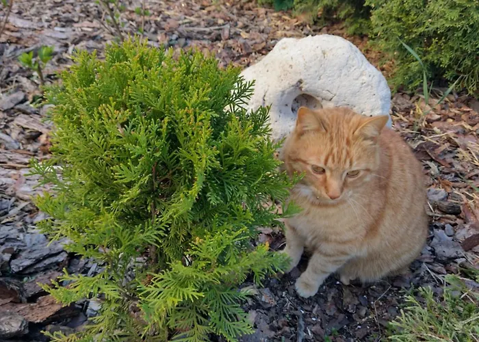 招待所 Jurajska 3*